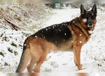 Verschmuster, aufgeweckter junger Deutscher Schäferhund Thor träumt von seiner Familie