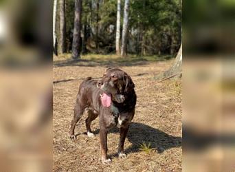 BRUNO- Labrador Retriever sucht liebevolles Zuhause