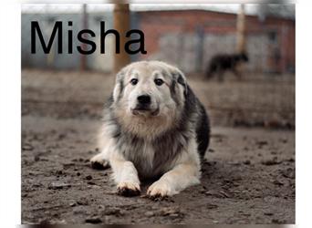 Misha 06/15 (RUS) - verschmust, treu und ruhig