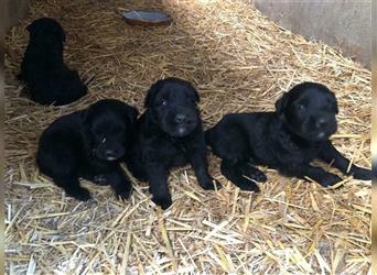 Bouvier Des Flandres Kaufen Und Verkaufen Edogs De