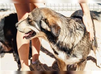 Labrador - Sarplaniac Mischlingsüde sucht ein Herdenschutzhund geeignetes Zuhause
