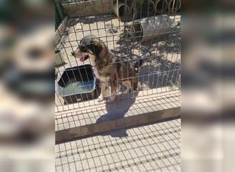 Labrador - Sarplaniac Mischlingsüde sucht ein Herdenschutzhund geeignetes Zuhause