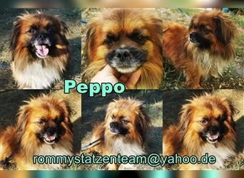 Peppo sucht ein verständnisvolles Zuhause