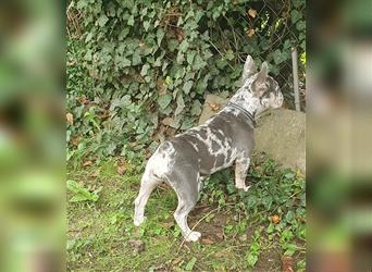 Französische Bulldoggen Blue Merle 6 Monate