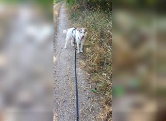 DAKOTA - junges Hundemädchen sucht ihre Menschen