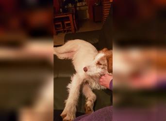 DAKOTA - junges Hundemädchen sucht ihre Menschen