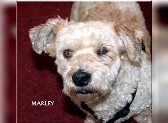 Marley, lustiger Terriermix sucht neuen Wirkungskreis