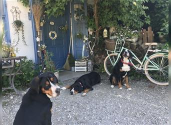 Swissydog- Großer Schweizer Sennenhund/ Berner Sennenhund
