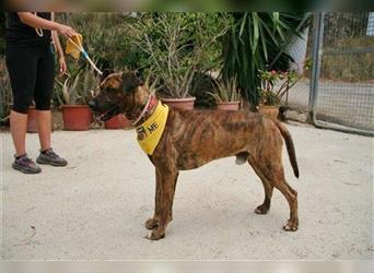 Axel (Spanien) - ein super freundlicher Hund