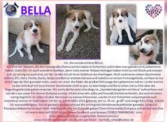 BELLA sucht eine liebe Familie