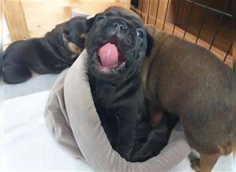 Französische Bulldoggen Welpen 10.7. geboren