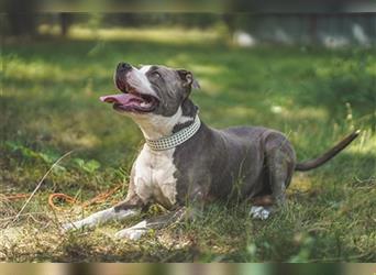 Tony, Am. Staffordshire-Pittbull Terrier-Mix, geb. 2013, Kraftpaket su. Kenner mit Führungsqualitäte