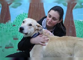 Simbad - freundlicher Labrador-Mastin Mixrüde
