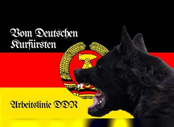 Ostdeutsche Schäferhund Welpen - GERADER RÜCKEN - VOLLER IMPFSCHUTZ