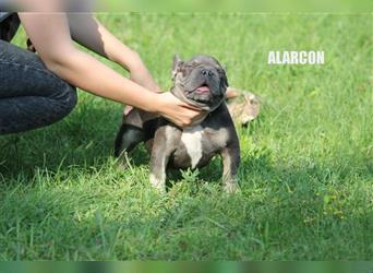Französische Bulldoggen freiatmender Rüde reinrassig Blau Tan mit Stammbaum
