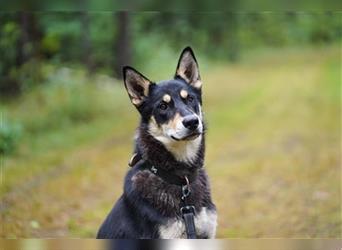 Laika, Schäferhund- Sib. Husky Mix, geb. 2020, traumhafte Familien- und Zweithündin