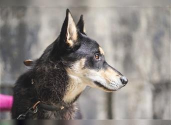 Laika, Schäferhund- Sib. Husky Mix, geb. 2020, traumhafte Familien- und Zweithündin