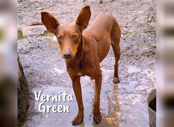 Vernita Green 09/17 (ES) - sucht einfühlsames Zuhause