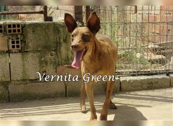 Vernita Green 09/17 (ES) - sucht einfühlsames Zuhause