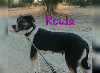 Roula 07/16 (GR) - entspannt und freundlich