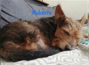 Roberto 08/19 (DE) - sucht geduldige und einfühlsame Familie