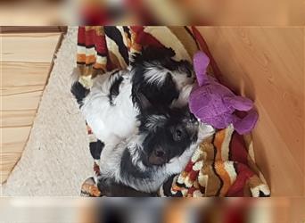 HL  CHINESE CRESTED  MAGNO SUCHT NEUE NETTE FAMILIE
