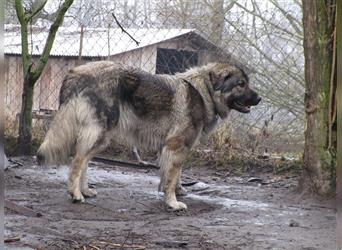 Sarplaninac - Welpen (jugoslawische Hirtenhunde)