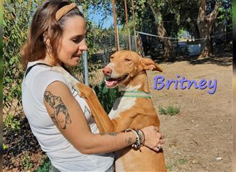 Britney 04/17 (ES) - menschenbezogen und verträglich