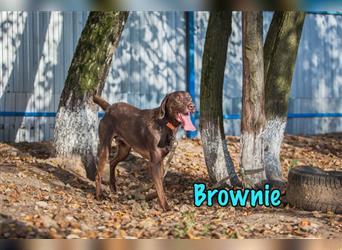 Brownie 03/20 (RUS) - kinderlieber Sportpartner