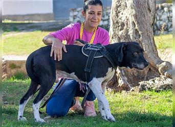 Pico, großer Hund sucht Menschen mit großem Herz
