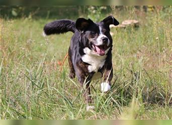 Milo, Berner Sennenhund-Mix, geb. 2015, unsicherer Typ, sucht souveräne Halter mit Grundstück