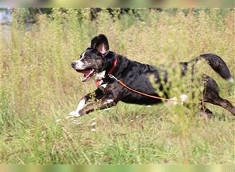 Milo, Berner Sennenhund-Mix, geb. 2015, unsicherer Typ, sucht souveräne Halter mit Grundstück