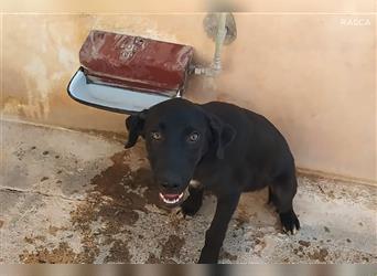 Rasca -( Junghund ) Rüde in Spanien
