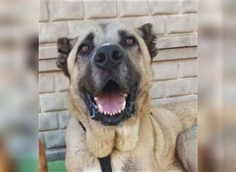 BRUNO - Handicaphund sucht tolles Zuhause
