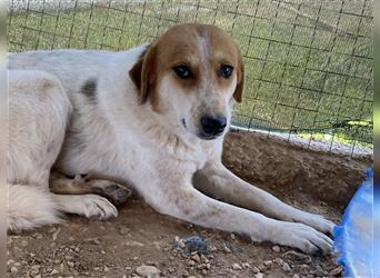Bengta, geb. ca. 10/2018, lebt in GRIECHENLAND, auf einem Gelände, auf dem die Hunde notdürftig vers