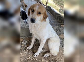 Bengta, geb. ca. 10/2018, lebt in GRIECHENLAND, auf einem Gelände, auf dem die Hunde notdürftig vers