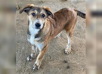 Karla, geb. ca. 06/2021, lebt in GRIECHENLAND, auf einem Gelände, auf dem die Hunde notdürftig vers