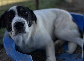 Rexi, geb. ca. 07/2021, lebt in GRIECHENLAND, auf einem Gelände, auf dem die Hunde notdürftig versor