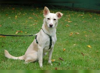 PFÖTLI - ein liebes Hundemädchen und hat ein aktives, lebhaftes Wesen - Tierhilfe Franken e.V.
