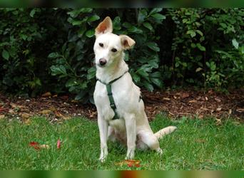 PFÖTLI - ein liebes Hundemädchen und hat ein aktives, lebhaftes Wesen - Tierhilfe Franken e.V.