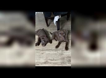 Labrador Welpen braun mit Ahnentafel abgabebereit 12 Wochen alt