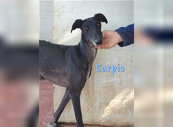 Carpio 05/18 (ES) - sucht Körbchen mit Galgo Erfahrung