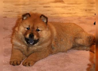 Wundervolle Chow Chow Welpen