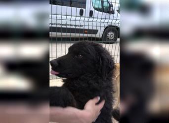 Hübscher kroatischer Schäferhund Mix Rüde Tommy sucht aktives Zuhause