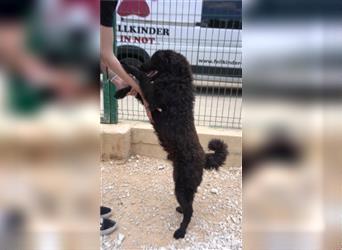 Hübscher kroatischer Schäferhund Mix Rüde Tommy sucht aktives Zuhause
