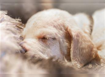 11 wunderschöne Doggenwelpen suchen liebevolles zu Hause