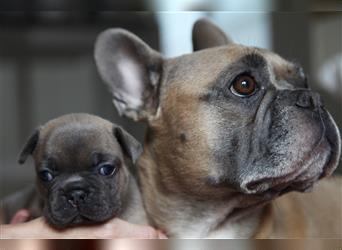 Noch zwei kleine Französische Bulldoggen in blau auf der Suche nach ihrem Traumschloss