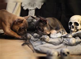 Noch zwei kleine Französische Bulldoggen in blau auf der Suche nach ihrem Traumschloss