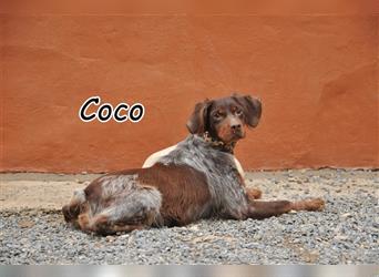 Schenken Sie Coco das Glück und bereichern Sie ihre Familie???