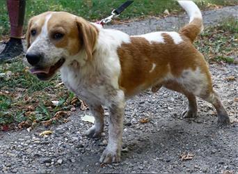Sir Bilbo, freundlicher Beagle (Mix?), ca. 2 Jahre, ca. 38 cm, 12 kg